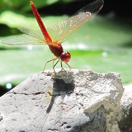 Raintree Lodge Port Moresby Bagian luar foto