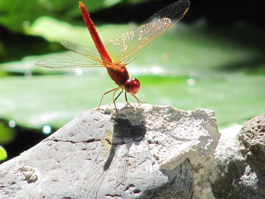Raintree Lodge Port Moresby Bagian luar foto